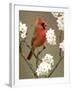 Male Northern Cardinal-Adam Jones-Framed Photographic Print