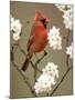 Male Northern Cardinal-Adam Jones-Mounted Photographic Print