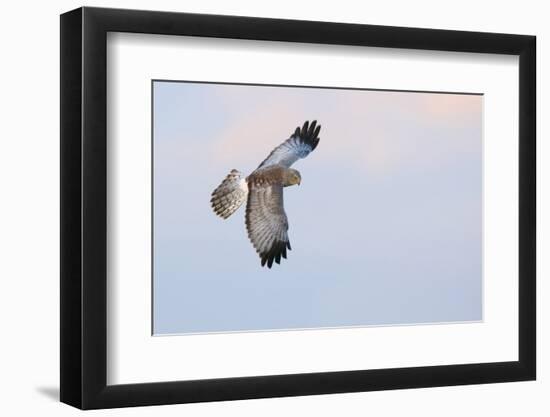 Male Northern Harrier Hawk-Ken Archer-Framed Photographic Print