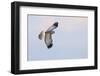 Male Northern Harrier Hawk-Ken Archer-Framed Photographic Print