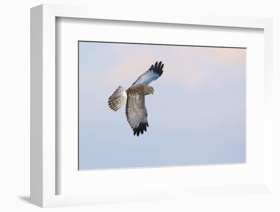 Male Northern Harrier Hawk-Ken Archer-Framed Photographic Print