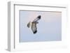 Male Northern Harrier Hawk-Ken Archer-Framed Photographic Print