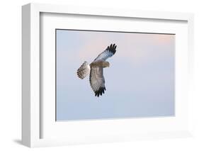 Male Northern Harrier Hawk-Ken Archer-Framed Photographic Print