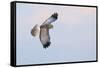Male Northern Harrier Hawk-Ken Archer-Framed Stretched Canvas