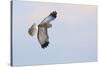 Male Northern Harrier Hawk-Ken Archer-Stretched Canvas