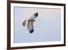 Male Northern Harrier Hawk-Ken Archer-Framed Photographic Print