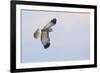 Male Northern Harrier Hawk-Ken Archer-Framed Photographic Print