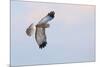 Male Northern Harrier Hawk-Ken Archer-Mounted Photographic Print