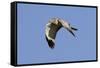 Male Northern Harrier in Flight-Hal Beral-Framed Stretched Canvas