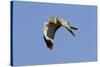 Male Northern Harrier in Flight-Hal Beral-Stretched Canvas