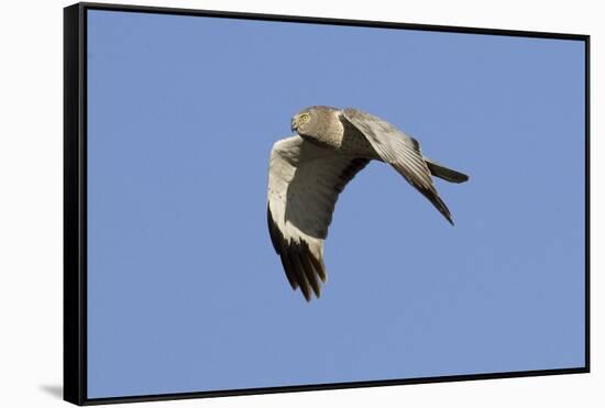 Male Northern Harrier in Flight-Hal Beral-Framed Stretched Canvas