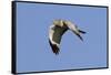 Male Northern Harrier in Flight-Hal Beral-Framed Stretched Canvas