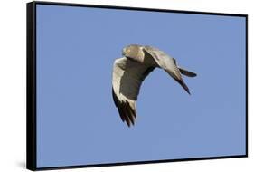 Male Northern Harrier in Flight-Hal Beral-Framed Stretched Canvas