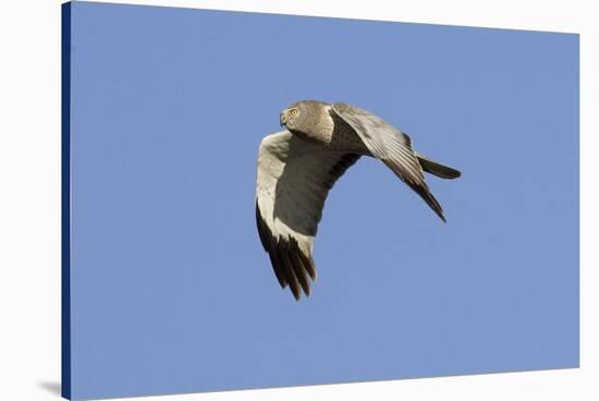 Male Northern Harrier in Flight-Hal Beral-Stretched Canvas