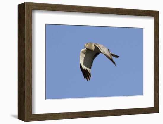 Male Northern Harrier in Flight-Hal Beral-Framed Photographic Print