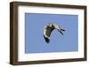 Male Northern Harrier in Flight-Hal Beral-Framed Photographic Print