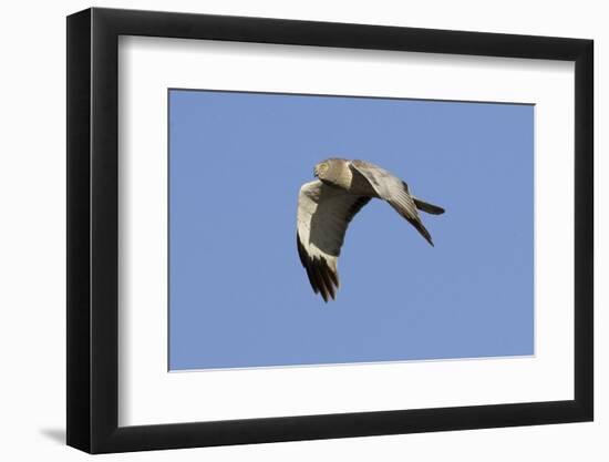 Male Northern Harrier in Flight-Hal Beral-Framed Photographic Print