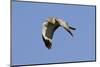 Male Northern Harrier in Flight-Hal Beral-Mounted Photographic Print