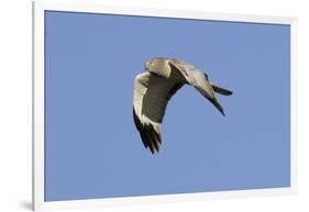 Male Northern Harrier in Flight-Hal Beral-Framed Photographic Print