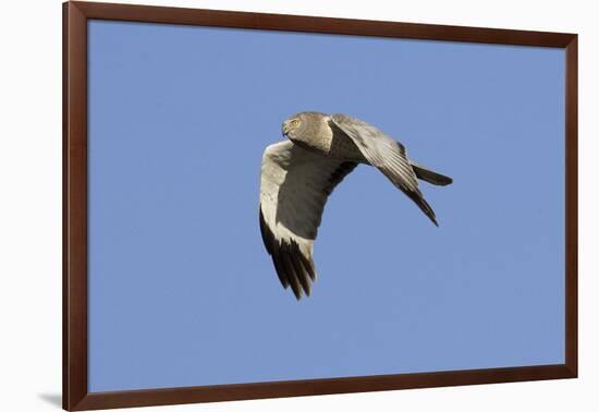 Male Northern Harrier in Flight-Hal Beral-Framed Photographic Print