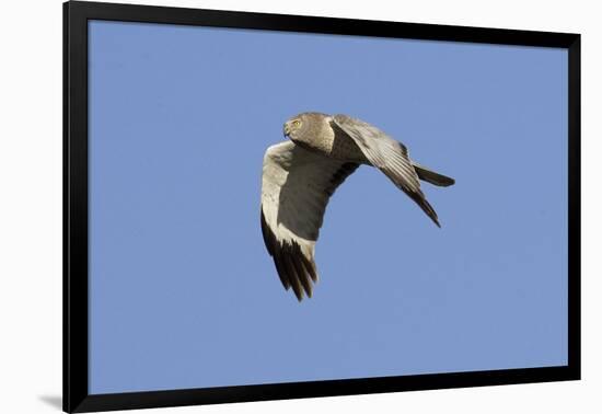 Male Northern Harrier in Flight-Hal Beral-Framed Photographic Print