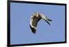 Male Northern Harrier in Flight-Hal Beral-Framed Photographic Print