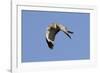 Male Northern Harrier in Flight-Hal Beral-Framed Photographic Print