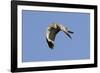 Male Northern Harrier in Flight-Hal Beral-Framed Photographic Print