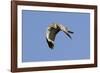 Male Northern Harrier in Flight-Hal Beral-Framed Photographic Print