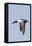 Male Northern Shoveler in Flight-Hal Beral-Framed Stretched Canvas