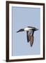 Male Northern Shoveler in Flight-Hal Beral-Framed Premium Photographic Print