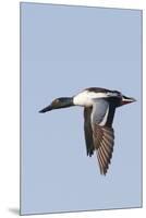 Male Northern Shoveler in Flight-Hal Beral-Mounted Premium Photographic Print