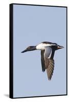 Male Northern Shoveler in Flight-Hal Beral-Framed Stretched Canvas