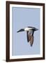 Male Northern Shoveler in Flight-Hal Beral-Framed Photographic Print