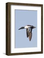 Male Northern Shoveler in Flight-Hal Beral-Framed Photographic Print