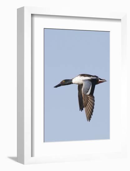 Male Northern Shoveler in Flight-Hal Beral-Framed Photographic Print