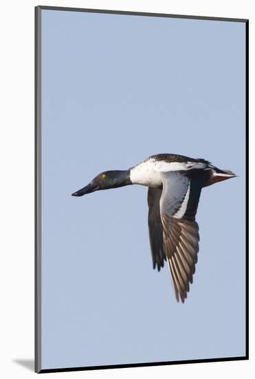 Male Northern Shoveler in Flight-Hal Beral-Mounted Photographic Print