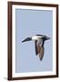 Male Northern Shoveler in Flight-Hal Beral-Framed Photographic Print