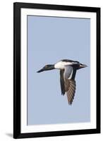 Male Northern Shoveler in Flight-Hal Beral-Framed Photographic Print