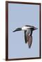 Male Northern Shoveler in Flight-Hal Beral-Framed Photographic Print