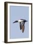 Male Northern Shoveler in Flight-Hal Beral-Framed Photographic Print