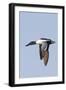 Male Northern Shoveler in Flight-Hal Beral-Framed Photographic Print