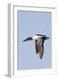 Male Northern Shoveler in Flight-Hal Beral-Framed Photographic Print