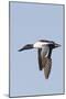 Male Northern Shoveler in Flight-Hal Beral-Mounted Photographic Print