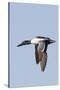 Male Northern Shoveler in Flight-Hal Beral-Stretched Canvas