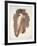 Male Nude-John William Whiteley-Framed Premium Giclee Print