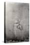 Male Nude-Michelangelo Buonarroti-Stretched Canvas