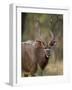 Male Nyala, Imfolozi Game Reserve, South Africa, Africa-James Hager-Framed Photographic Print