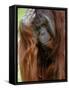 Male Orang-Utan with Head on Hand. Native to Borneo. Captive, France-Eric Baccega-Framed Stretched Canvas