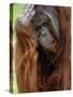 Male Orang-Utan with Head on Hand. Native to Borneo. Captive, France-Eric Baccega-Stretched Canvas